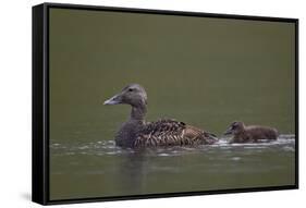 Common Eider (Somateria Mollissima) Female and Chick, Iceland, Polar Regions-James-Framed Stretched Canvas