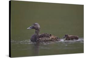 Common Eider (Somateria Mollissima) Female and Chick, Iceland, Polar Regions-James-Stretched Canvas