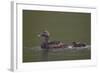 Common Eider (Somateria Mollissima) Female and Chick, Iceland, Polar Regions-James-Framed Photographic Print