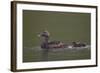 Common Eider (Somateria Mollissima) Female and Chick, Iceland, Polar Regions-James-Framed Photographic Print