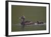 Common Eider (Somateria Mollissima) Female and Chick, Iceland, Polar Regions-James-Framed Photographic Print