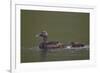 Common Eider (Somateria Mollissima) Female and Chick, Iceland, Polar Regions-James-Framed Photographic Print