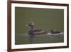 Common Eider (Somateria Mollissima) Female and Chick, Iceland, Polar Regions-James-Framed Photographic Print