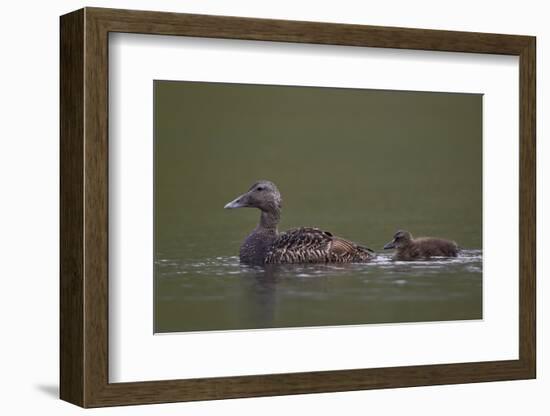 Common Eider (Somateria Mollissima) Female and Chick, Iceland, Polar Regions-James-Framed Photographic Print