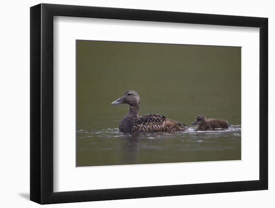 Common Eider (Somateria Mollissima) Female and Chick, Iceland, Polar Regions-James-Framed Photographic Print