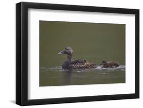 Common Eider (Somateria Mollissima) Female and Chick, Iceland, Polar Regions-James-Framed Photographic Print