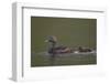 Common Eider (Somateria Mollissima) Female and Chick, Iceland, Polar Regions-James-Framed Photographic Print