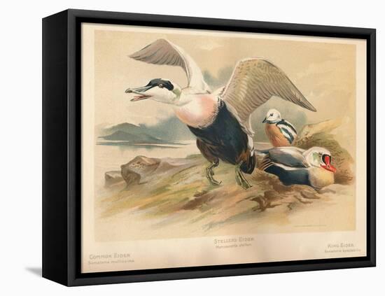 Common Eider (Somateria mollissima), Stellers Eider (Heniconnetta stelleri), King Eider (Somateria-Charles Whymper-Framed Stretched Canvas