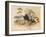 Common Eider (Somateria mollissima), Stellers Eider (Heniconnetta stelleri), King Eider (Somateria-Charles Whymper-Framed Giclee Print