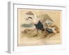 Common Eider (Somateria mollissima), Stellers Eider (Heniconnetta stelleri), King Eider (Somateria-Charles Whymper-Framed Giclee Print