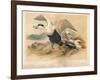 Common Eider (Somateria mollissima), Stellers Eider (Heniconnetta stelleri), King Eider (Somateria-Charles Whymper-Framed Giclee Print