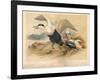 Common Eider (Somateria mollissima), Stellers Eider (Heniconnetta stelleri), King Eider (Somateria-Charles Whymper-Framed Giclee Print