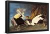 Common Eider-null-Framed Poster