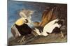 Common Eider-null-Mounted Poster