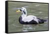 Common Eider-abzerit-Framed Stretched Canvas