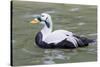 Common Eider-abzerit-Stretched Canvas