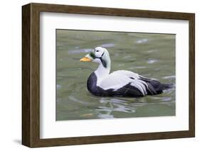 Common Eider-abzerit-Framed Photographic Print