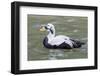 Common Eider-abzerit-Framed Photographic Print