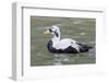 Common Eider-abzerit-Framed Photographic Print