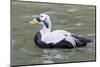 Common Eider-abzerit-Mounted Photographic Print