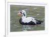 Common Eider-abzerit-Framed Photographic Print