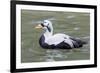 Common Eider-abzerit-Framed Photographic Print