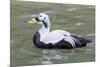 Common Eider-abzerit-Mounted Photographic Print