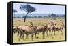 Common eland, Maasai Mara National Reserve, Kenya-Nico Tondini-Framed Stretched Canvas