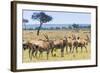 Common eland, Maasai Mara National Reserve, Kenya-Nico Tondini-Framed Photographic Print