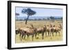 Common eland, Maasai Mara National Reserve, Kenya-Nico Tondini-Framed Photographic Print