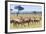 Common eland, Maasai Mara National Reserve, Kenya-Nico Tondini-Framed Photographic Print