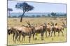 Common eland, Maasai Mara National Reserve, Kenya-Nico Tondini-Mounted Photographic Print