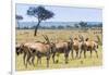 Common eland, Maasai Mara National Reserve, Kenya-Nico Tondini-Framed Photographic Print