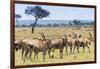 Common eland, Maasai Mara National Reserve, Kenya-Nico Tondini-Framed Photographic Print