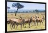 Common eland, Maasai Mara National Reserve, Kenya-Nico Tondini-Framed Photographic Print