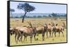 Common eland, Maasai Mara National Reserve, Kenya-Nico Tondini-Framed Stretched Canvas