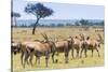 Common eland, Maasai Mara National Reserve, Kenya-Nico Tondini-Stretched Canvas