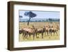 Common eland, Maasai Mara National Reserve, Kenya-Nico Tondini-Framed Photographic Print
