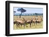 Common eland, Maasai Mara National Reserve, Kenya-Nico Tondini-Framed Photographic Print