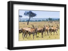 Common eland, Maasai Mara National Reserve, Kenya-Nico Tondini-Framed Photographic Print