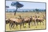 Common eland, Maasai Mara National Reserve, Kenya-Nico Tondini-Mounted Photographic Print