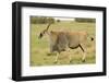 Common Eland Portrait-Joe McDonald-Framed Photographic Print