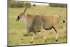 Common Eland Portrait-Joe McDonald-Mounted Photographic Print