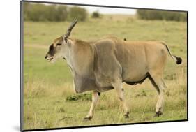 Common Eland Portrait-Joe McDonald-Mounted Photographic Print