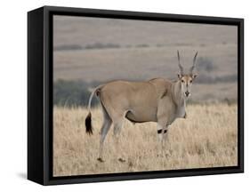 Common Eland with Red-Billed Oxpecker, Masai Mara National Reserve, Kenya, Africa-James Hager-Framed Stretched Canvas