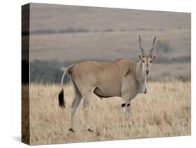 Common Eland with Red-Billed Oxpecker, Masai Mara National Reserve, Kenya, Africa-James Hager-Stretched Canvas