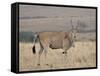 Common Eland with Red-Billed Oxpecker, Masai Mara National Reserve, Kenya, Africa-James Hager-Framed Stretched Canvas