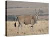 Common Eland with Red-Billed Oxpecker, Masai Mara National Reserve, Kenya, Africa-James Hager-Stretched Canvas