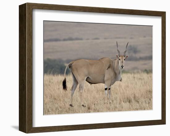 Common Eland with Red-Billed Oxpecker, Masai Mara National Reserve, Kenya, Africa-James Hager-Framed Photographic Print