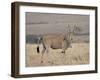 Common Eland with Red-Billed Oxpecker, Masai Mara National Reserve, Kenya, Africa-James Hager-Framed Photographic Print
